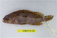 藏品(玳瑁石斑魚)的圖片